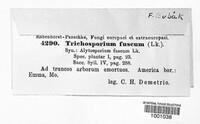 Trichosporum fuscum image